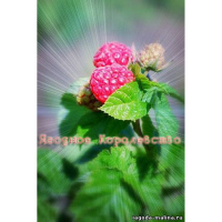 Ягодное королевство